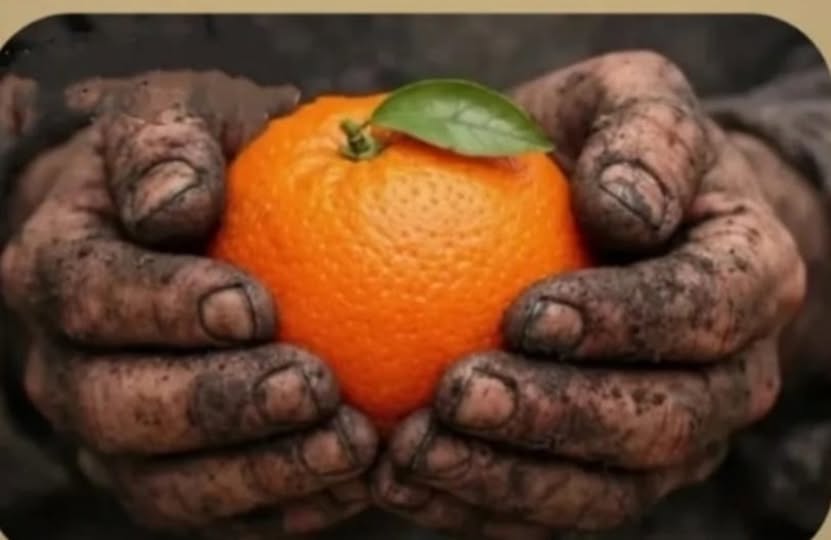 Bir Portakalın Ağırlığı ve Rakamların Vicdanı..