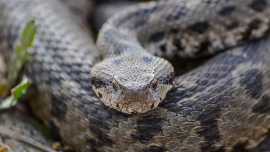 Çankırı'da ilk kez tespit edilen Osmanlı engereğinin yayılış alanı yeniden belirlendi
