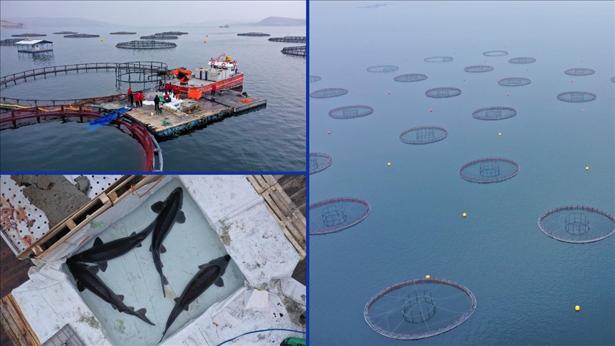 Elazığ'daki tesis mersin balığı yetiştiriciliğiyle havyarda üretim üssü olmak için çalışıyor