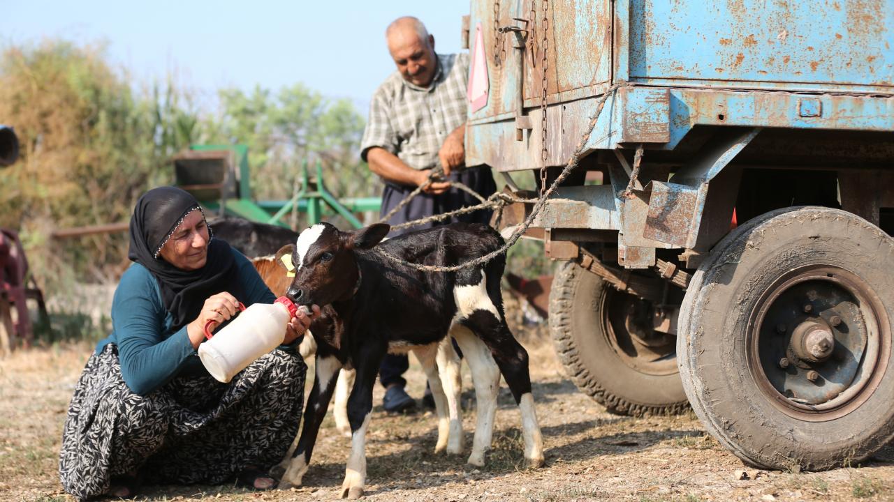 Nadir Görülen Doğum: 40 Yıllık Besicinin Üçüz Buzağı Mutluluğu
