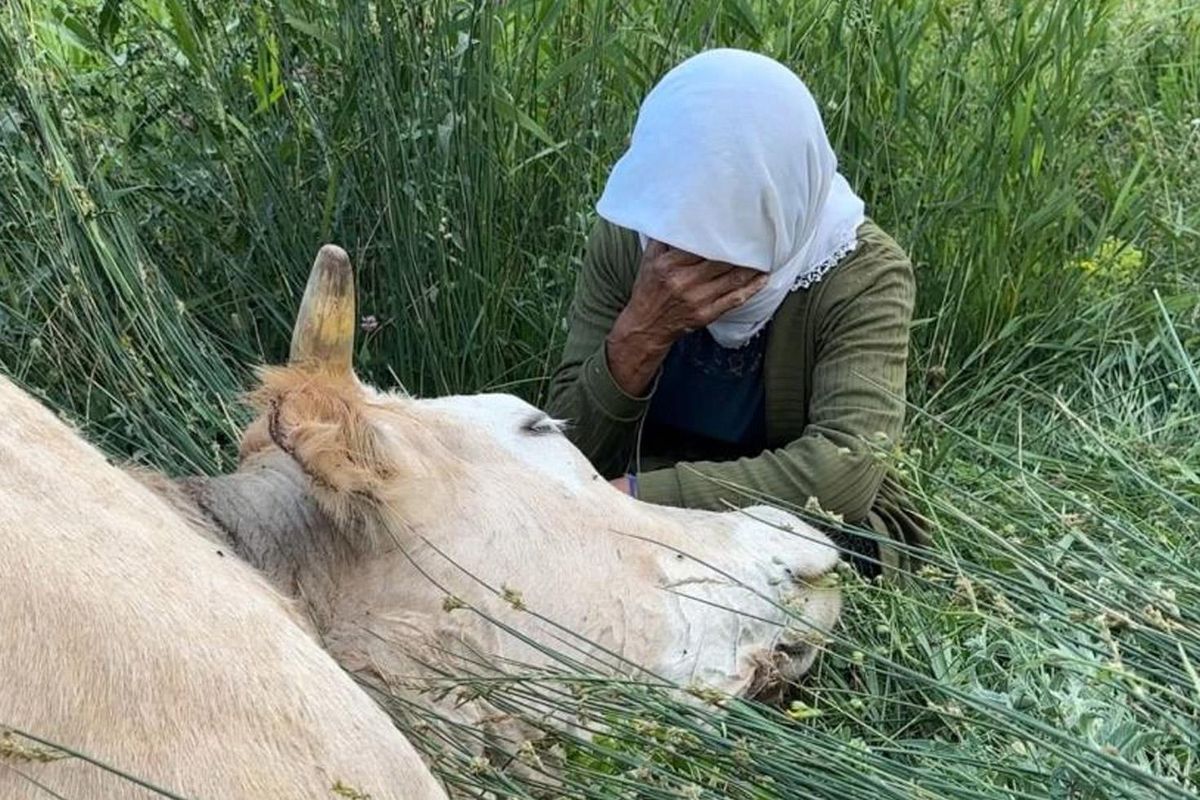 Telef Olan İneği İçin Gözyaşı Döken Kadına İki İnek ve İki Buzağı Hediye Edildi