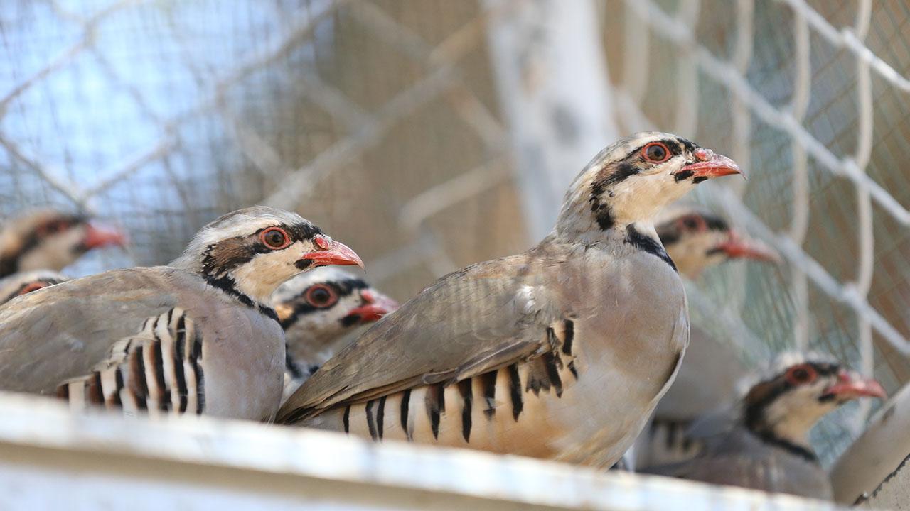 Keneye Karşı Doğanın Gücü Sahada: 51 Bin Kanatlı Salınacak
