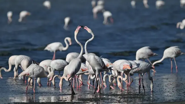 Tuz Gölü’nde Doğal Kreş: 12 Bin 800 Flamingo Yavrusu Birlikte Büyüyor