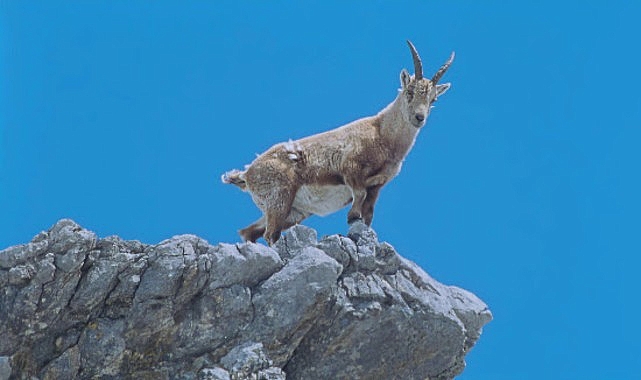 4 Bölümlük   'Almanya'nın Büyülü Dağları',   5 ve 12 Eylül Cumartesi Saat 21.00'de İki Bölüm Art Arda National Geographic WILD Ekranlarında!