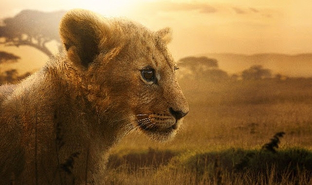 4 Bölümlük Belgesel Seri “Aslan Kralın Doğuşu" 19 ve 26 Ağustos Çarşamba Günleri 20.00'de İki Bölüm Art Arda National Geographic Ekranlarına Geliyor