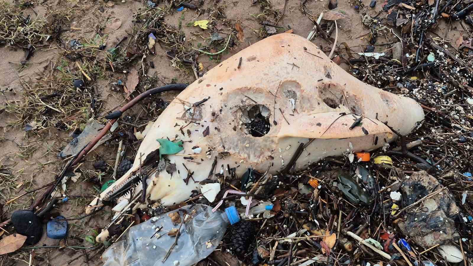 Dev dalgalar, ölü yunus balığının kalıntılarını sahile sürükledi