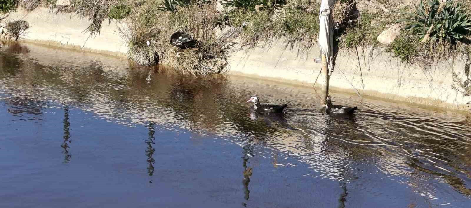 Göksu siyah akmaya başladı, akıllara 3 yıl önceki hadise geldi