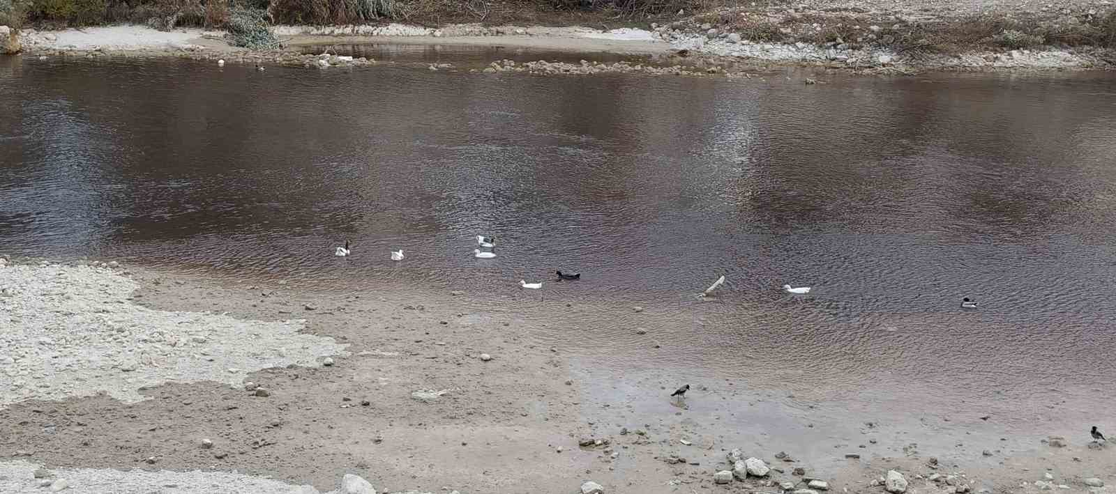 Göksu siyah akmaya başladı, akıllara 3 yıl önceki hadise geldi