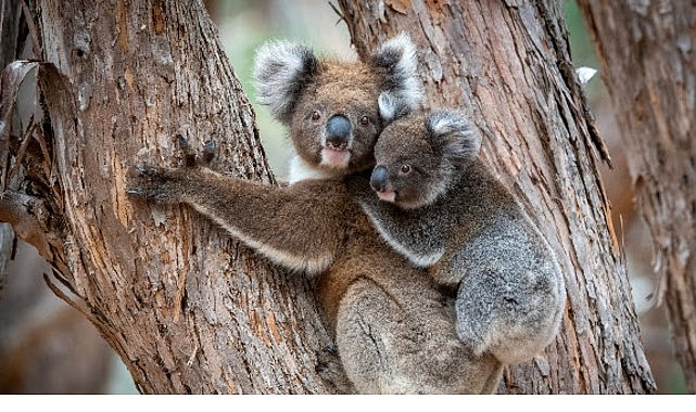 'Güneyin Minik Yavruları',   31 Ekim Cumartesi Saat 20.00'de National Geographic WILD Ekranlarında İki bölüm Art Arda İzleyicilerle Buluşuyor!