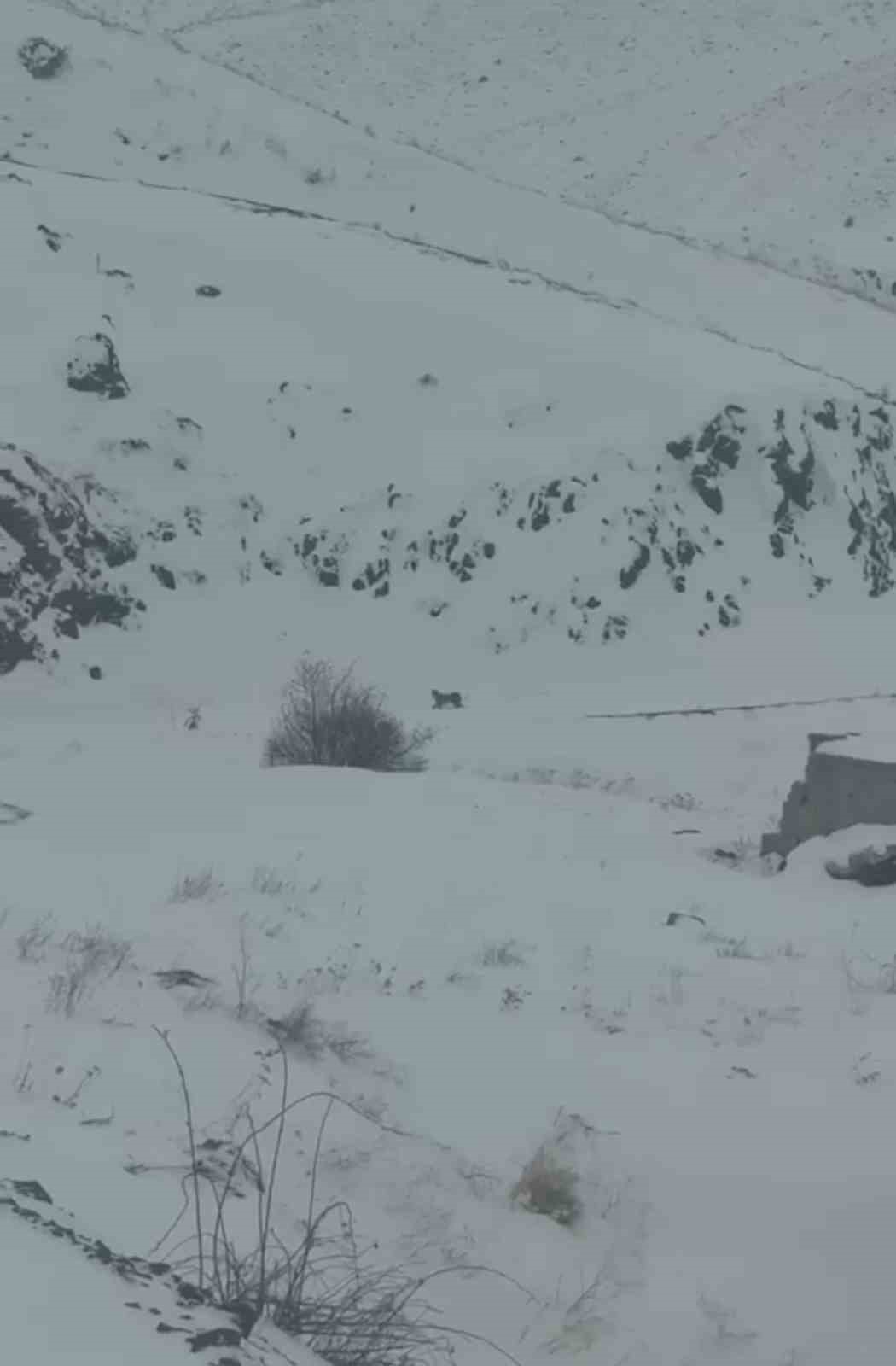 Iğdır’da aç kalan 3 vaşak köye indi