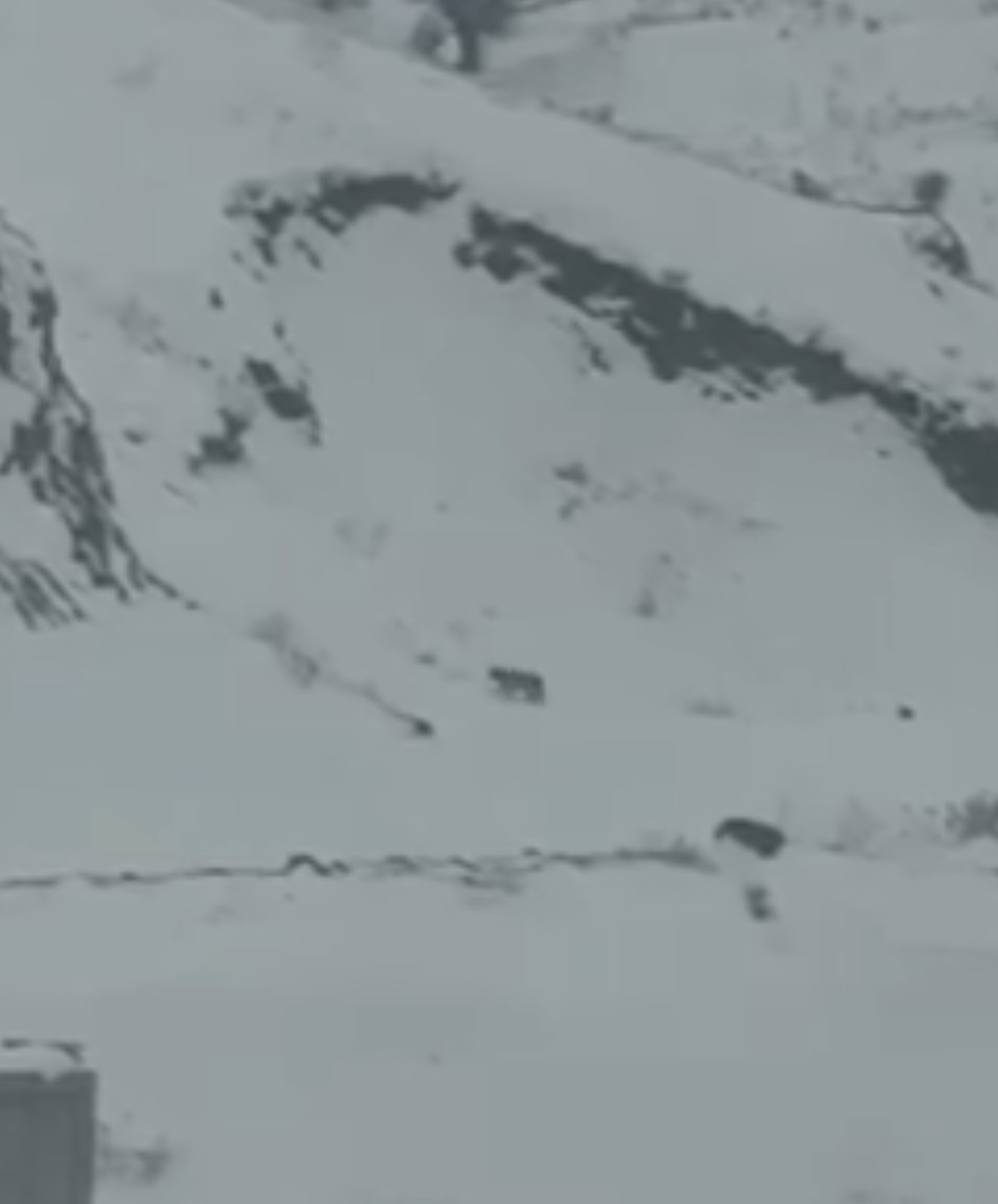 Iğdır’da aç kalan 3 vaşak köye indi