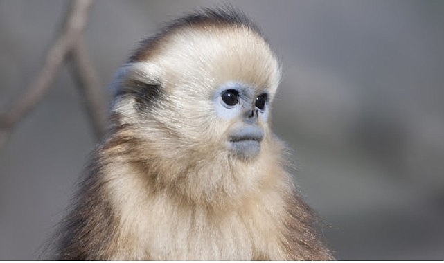 İzleyicileri Masalsı Bir Dünyaya Götürecek Olan   'Çin'in Gizli Krallıkları Özel',   15 Eylül Salı Saat 20.00'de İlk Bölümüyle National Geographic WILD Ekranlarında!