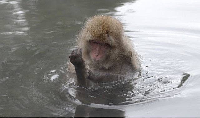 'Japonya'nın Vahşi Dünyası',   8 Eylül Salı Saat 20.00'de İki Bölüm Art Arda National Geographic WILD Ekranlarında!