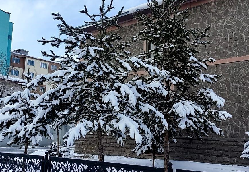 Kar yağışının ardından ağaçlarda kartpostallık görüntü