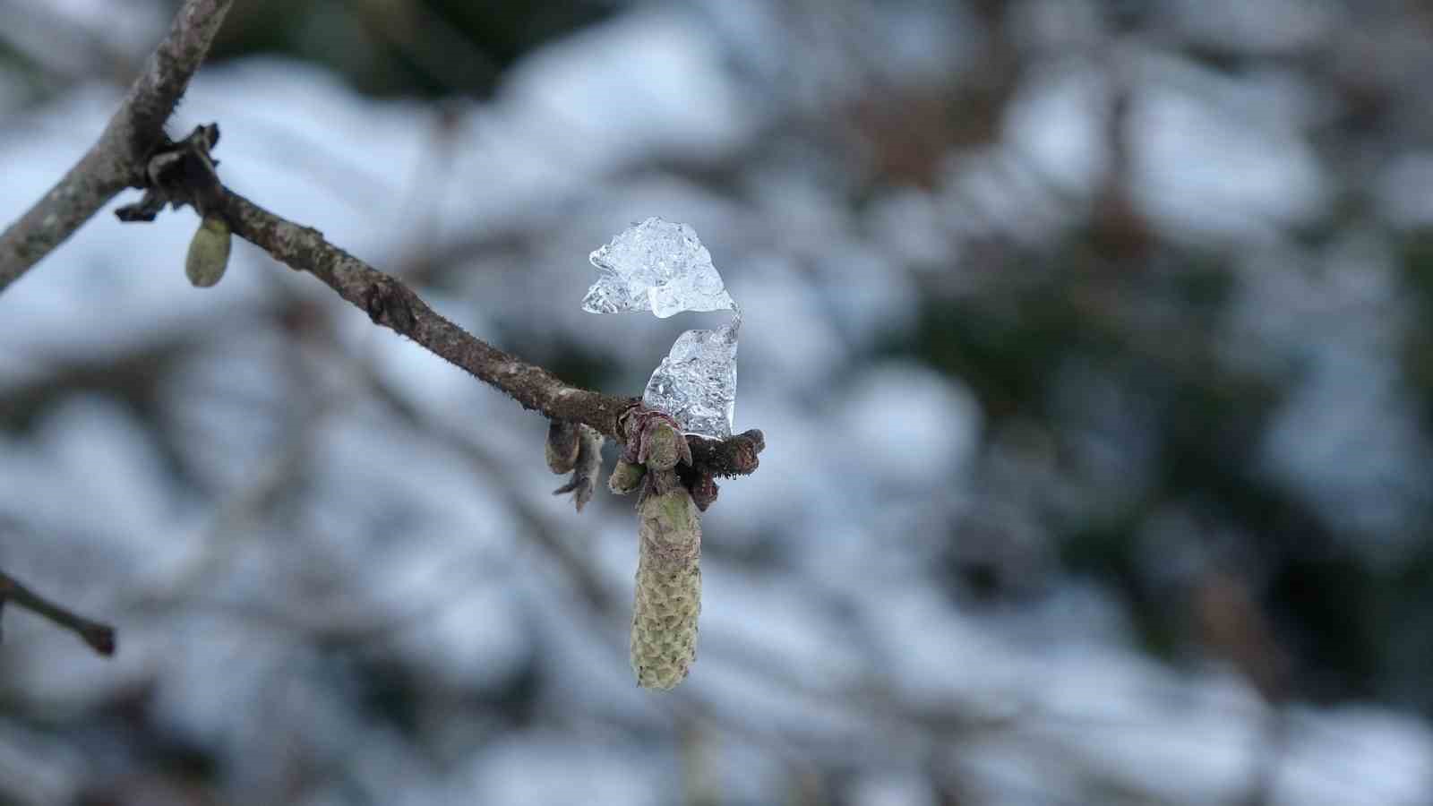 Karadeniz’deki kar yağışı, fındık ve diğer tarım ürünlerine yaradı