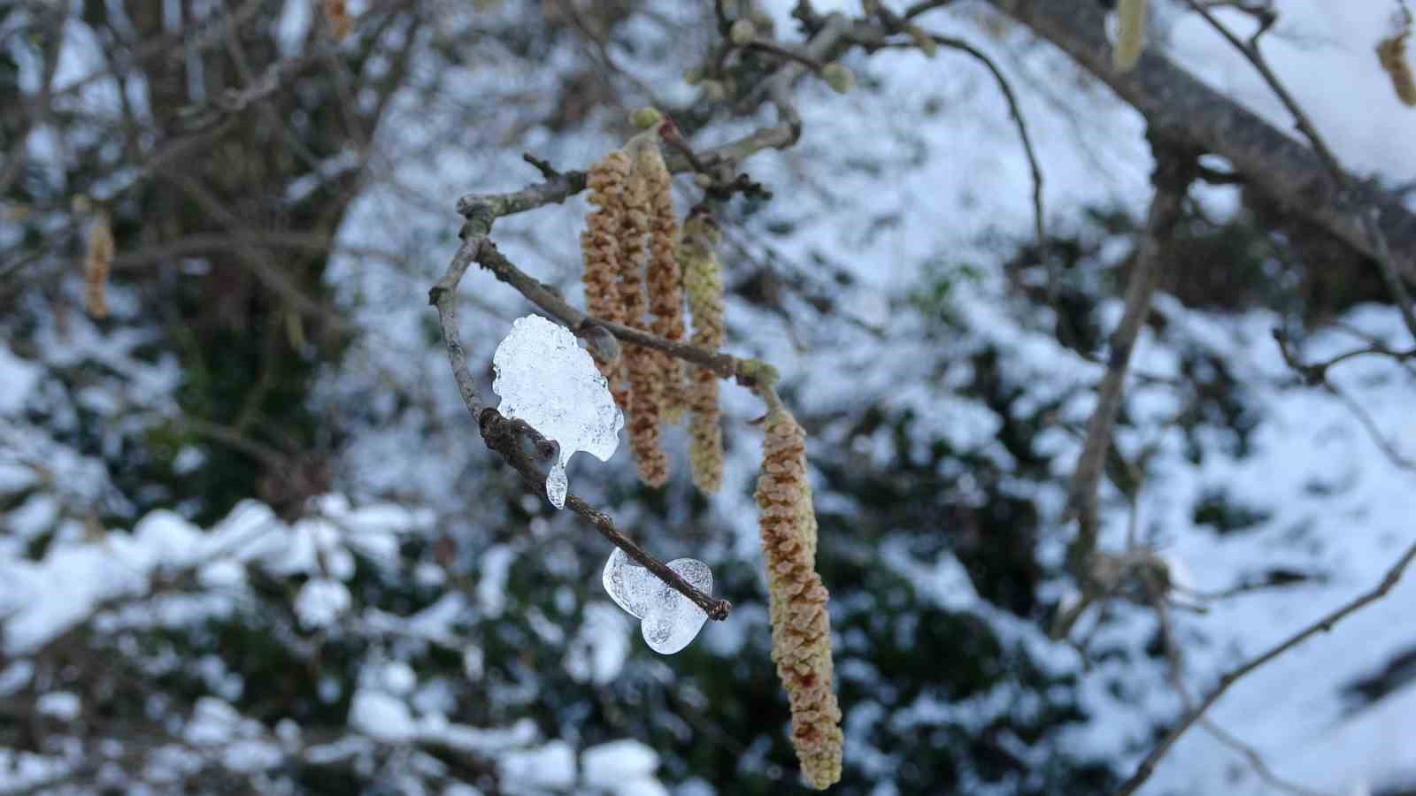 Karadeniz’deki kar yağışı, fındık ve diğer tarım ürünlerine yaradı