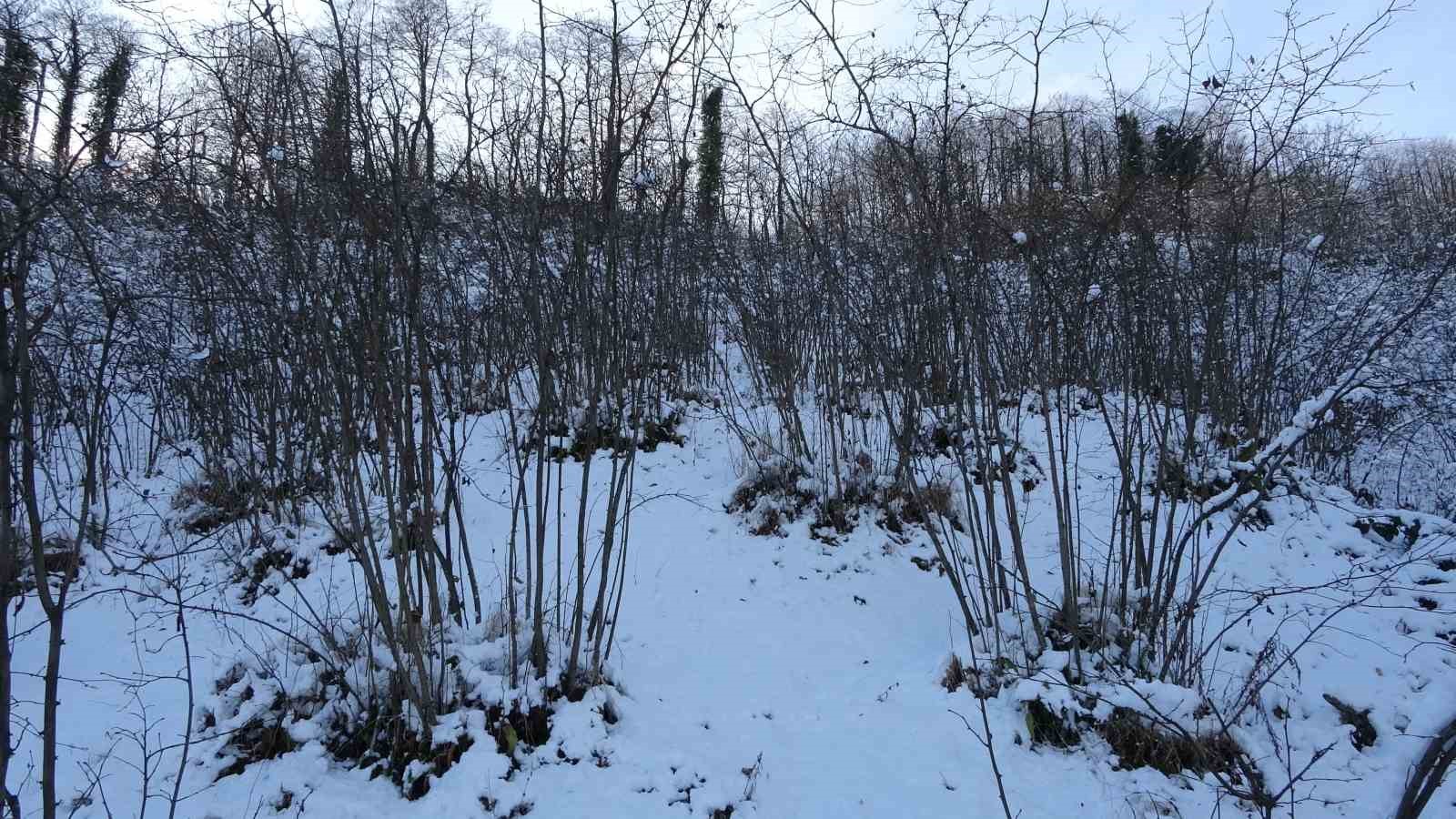 Karadeniz’deki kar yağışı, fındık ve diğer tarım ürünlerine yaradı