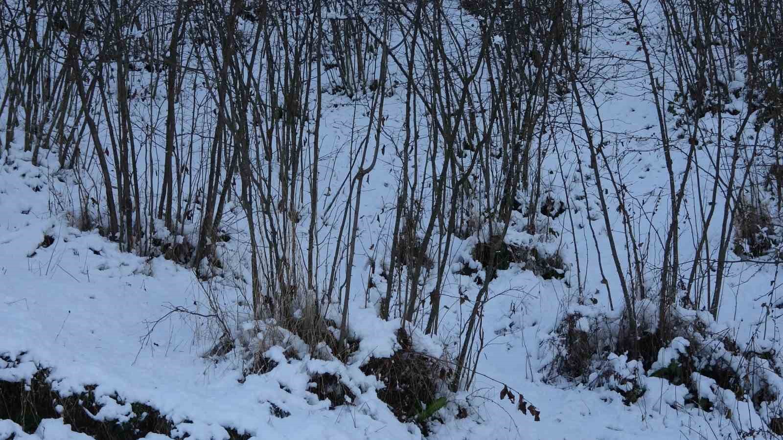Karadeniz’deki kar yağışı, fındık ve diğer tarım ürünlerine yaradı