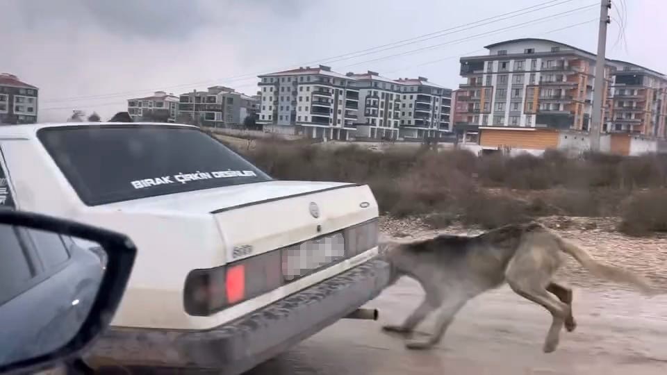 Köpeği aracın arkasına bağlayarak seyretti