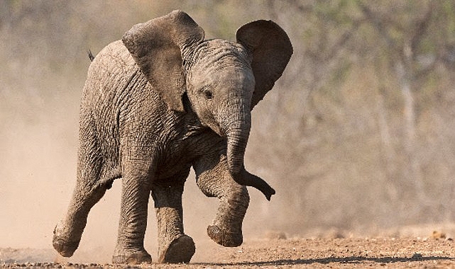 'Küçük Devler', 23 Ağustos Pazar Saat 20.00'de National Geographic WILD Ekranlarında! 'Küçük Devler', 23 Ağustos Pazar Saat 20.00'de National Geographic WILD Ekranlarında!