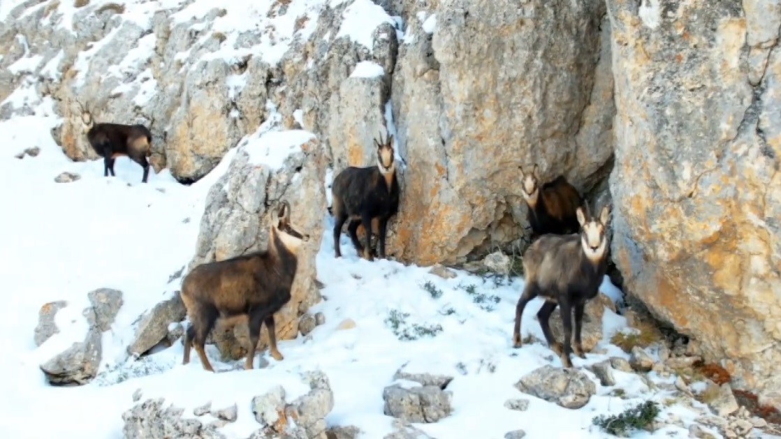 Munzur’un beyaz zirvesinde şamualar görüntülendi Munzur’un beyaz zirvesinde şamualar görüntülendi