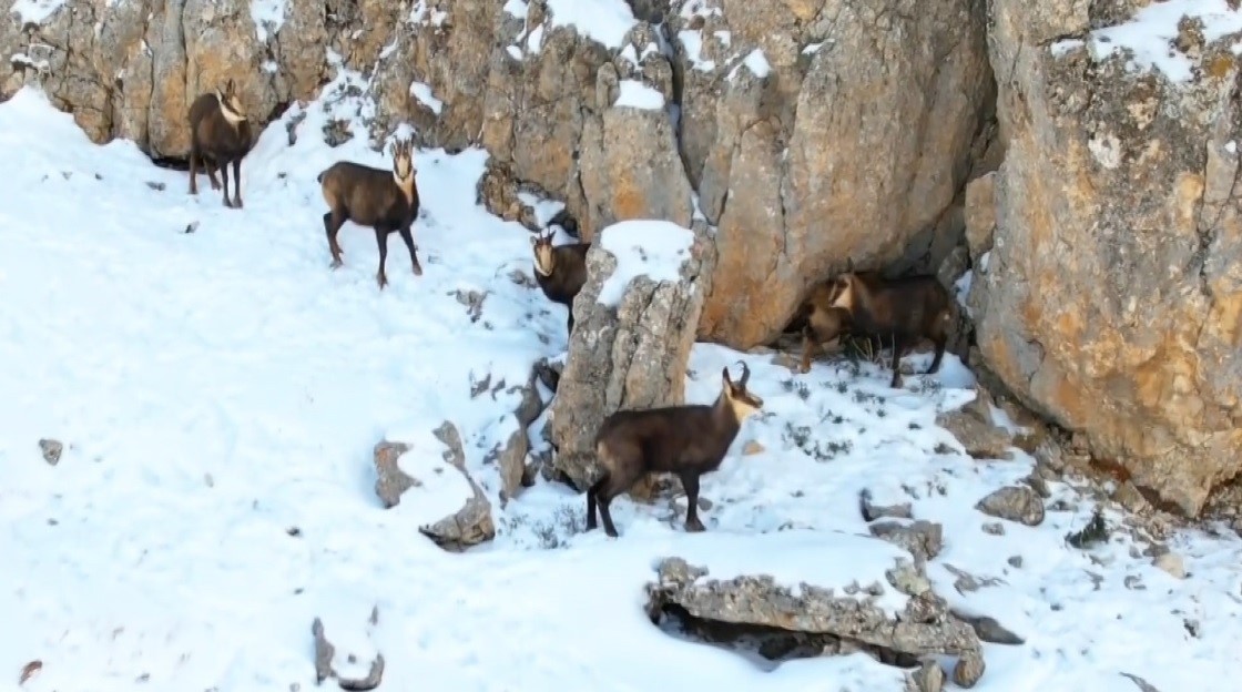 Munzur’un beyaz zirvesinde şamualar görüntülendi Munzur’un beyaz zirvesinde şamualar görüntülendi