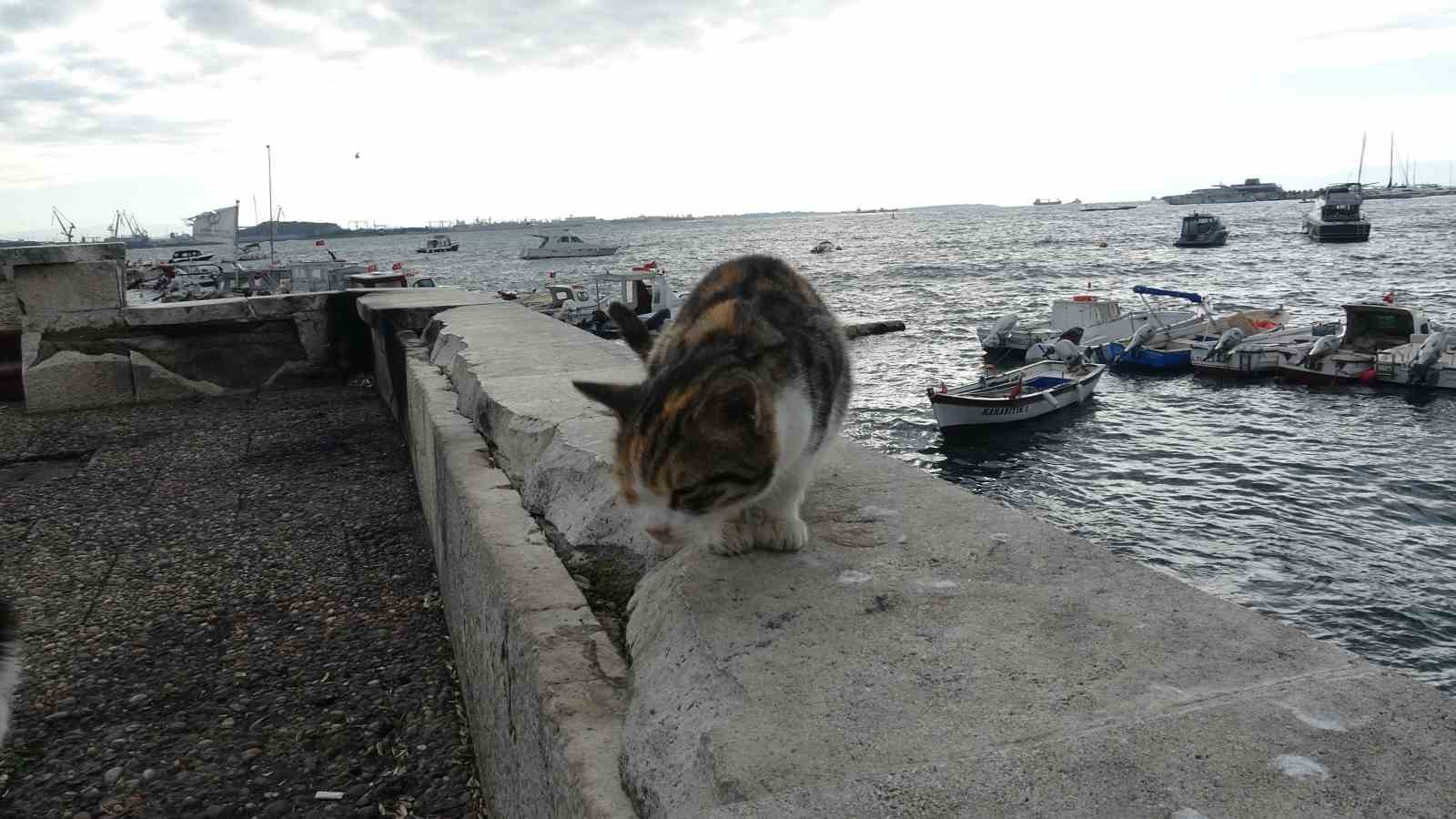 Pendik’te vicdanları sızlatan olay: Kediye tekme atıp denize fırlattı