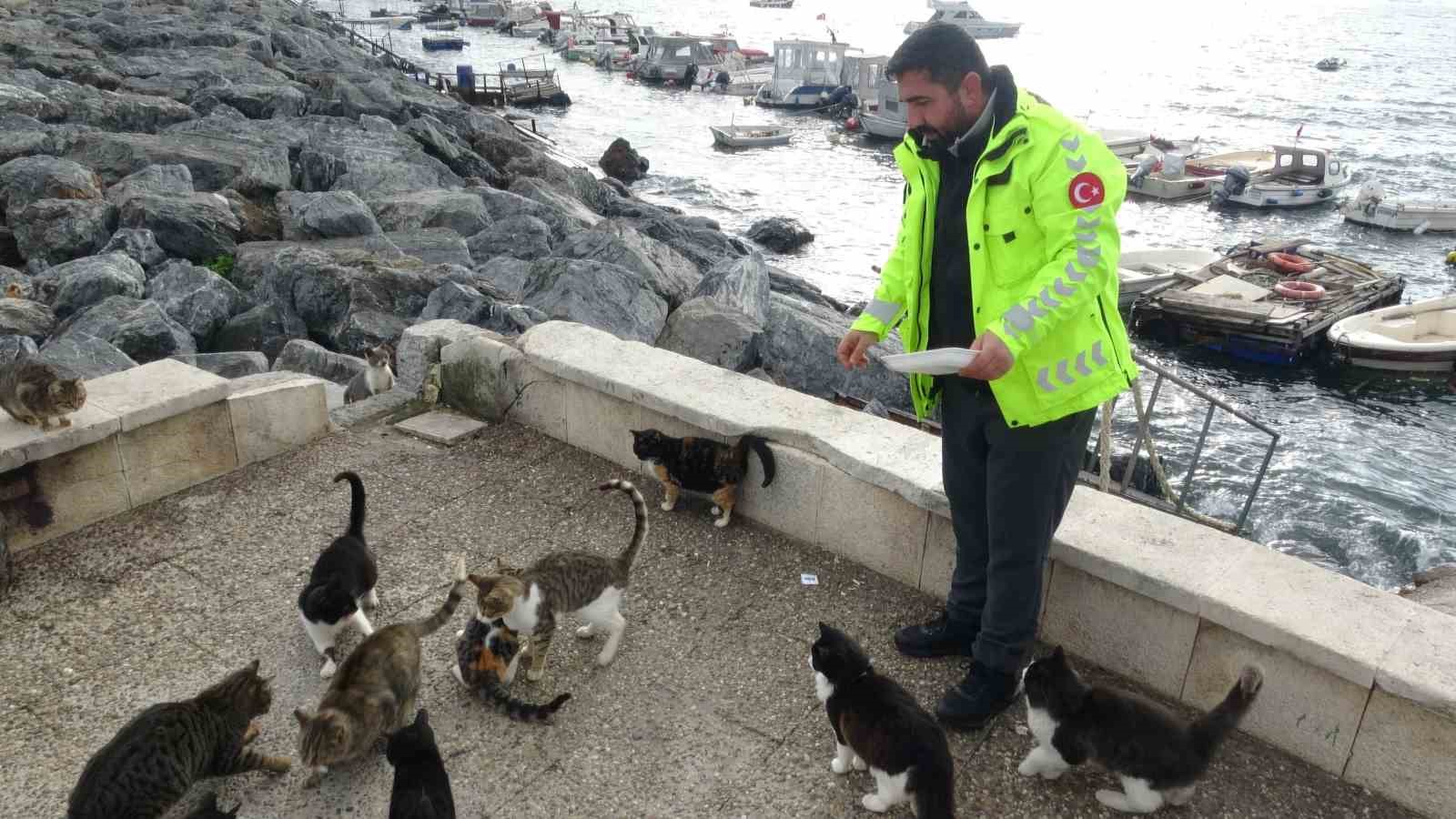 Pendik’te vicdanları sızlatan olay: Kediye tekme atıp denize fırlattı