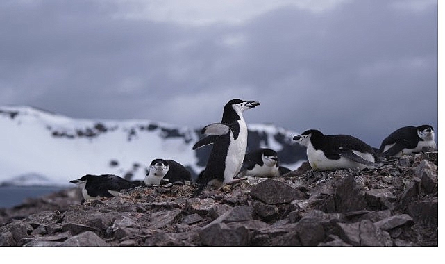'Penguen Dünyası',   7 Ekim Çarşamba Saat 20.00'de National Geographic WILD Ekranlarında!