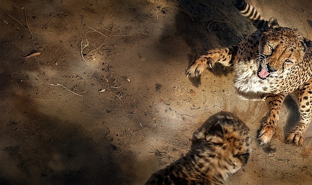 'Safarinin Gizli Dünyası', 6 Eylül Pazar Saat 20.00'de İki Bölüm Art Arda National Geographic WILD Ekranlarında! 'Safarinin Gizli Dünyası', 6 Eylül Pazar Saat 20.00'de İki Bölüm Art Arda National Geographic WILD Ekranlarında!