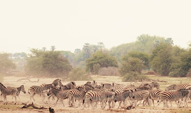 Sinematik Görselliğiyle Büyüleyecek Olan   'Vahşi Doğanın Tozu', 27 Eylül Pazar Saat 20.00'de   National Geographic WILD Ekranlarında İzleyicilerle Buluşuyor!