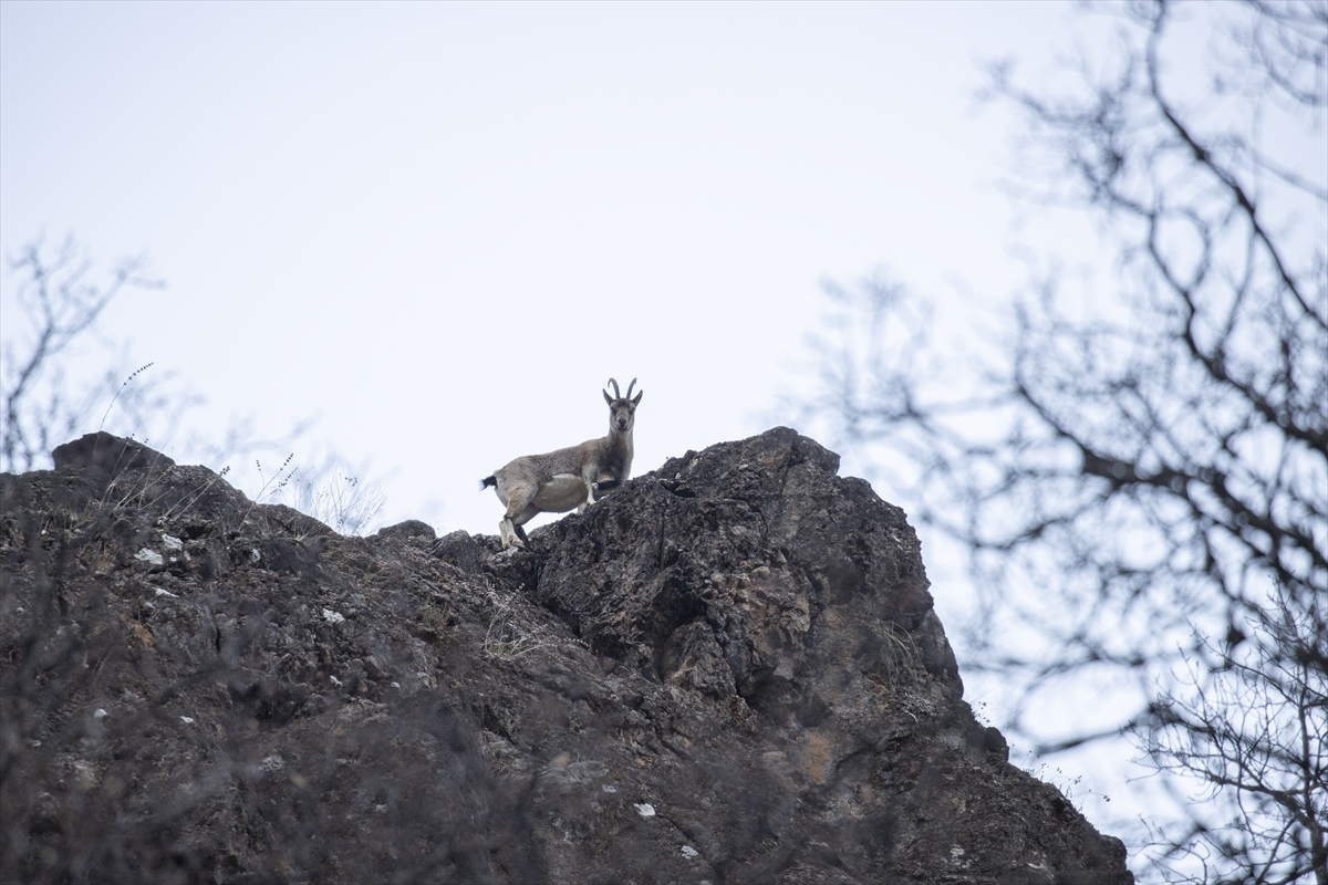 Tunceli'de yaban keçileri Munzur Vadisi'ne indi