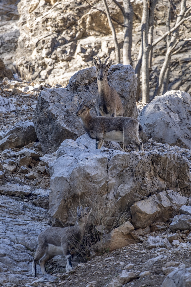 Tunceli'de yaban keçileri Munzur Vadisi'ne indi