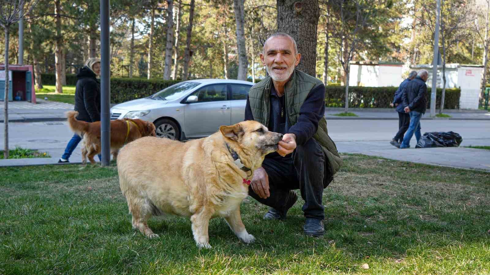 13 yaşındaki obez köpek ’Kız’, yürüyüş yaparak zayıflıyor
