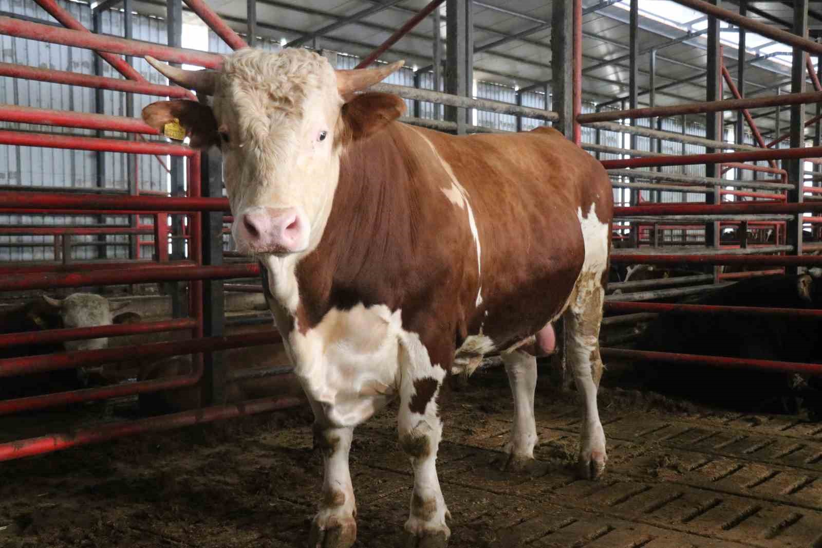 1,5 tonluk dev tosun, 950 bin liraya vitrine çıktı
