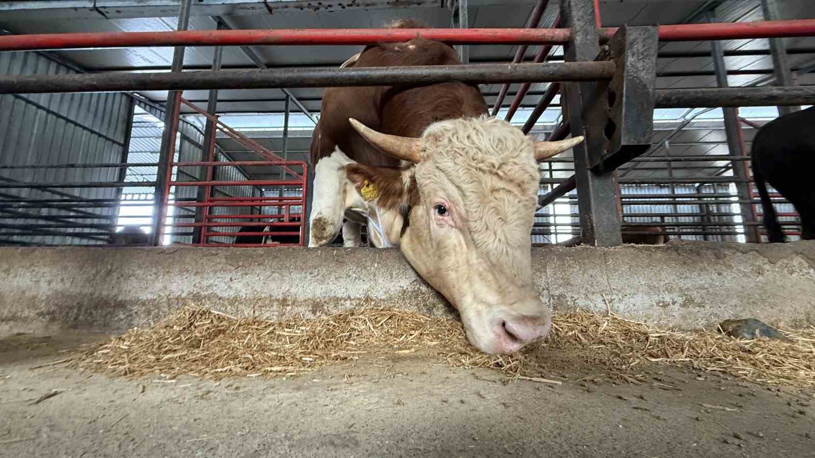 1,5 tonluk dev tosun, 950 bin liraya vitrine çıktı
