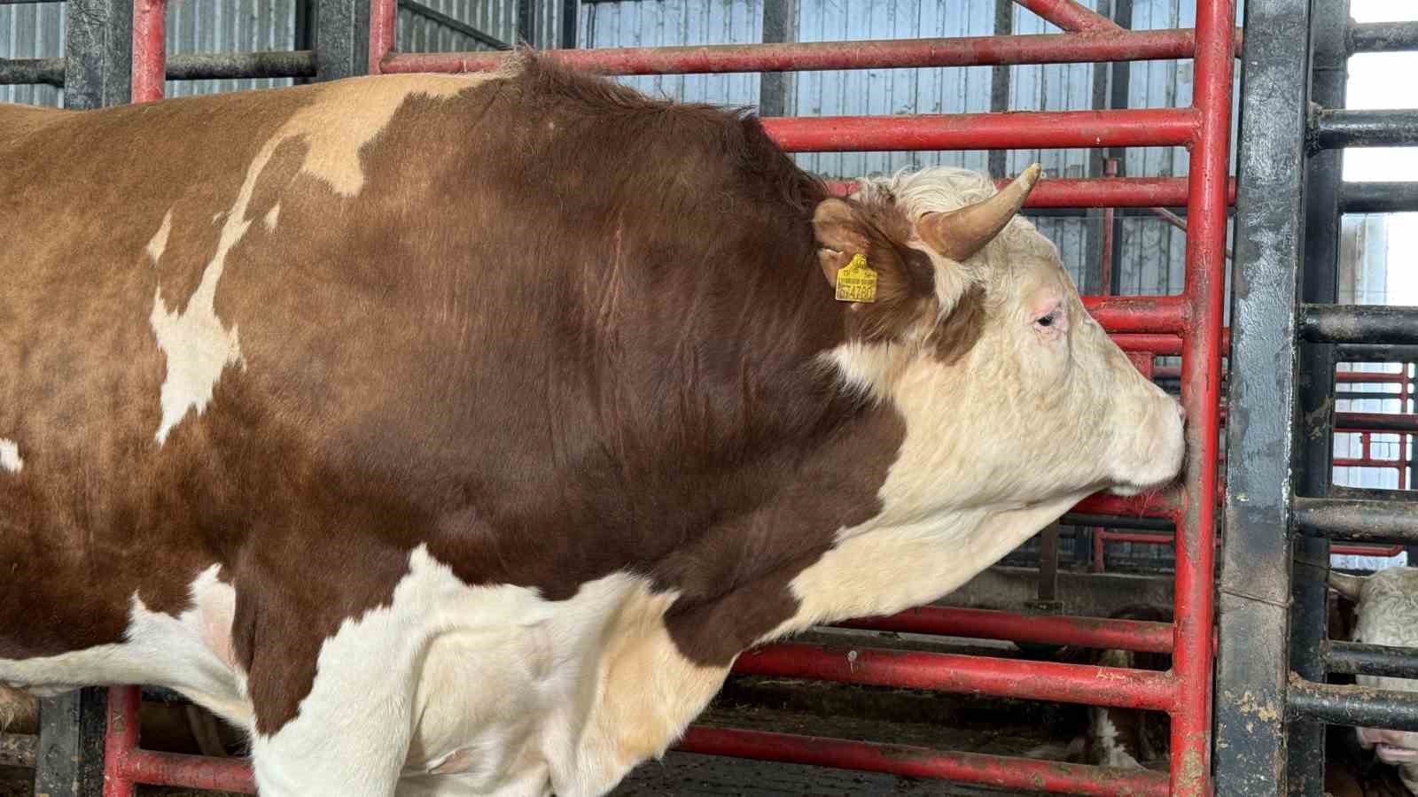 1,5 tonluk dev tosun, 950 bin liraya vitrine çıktı
