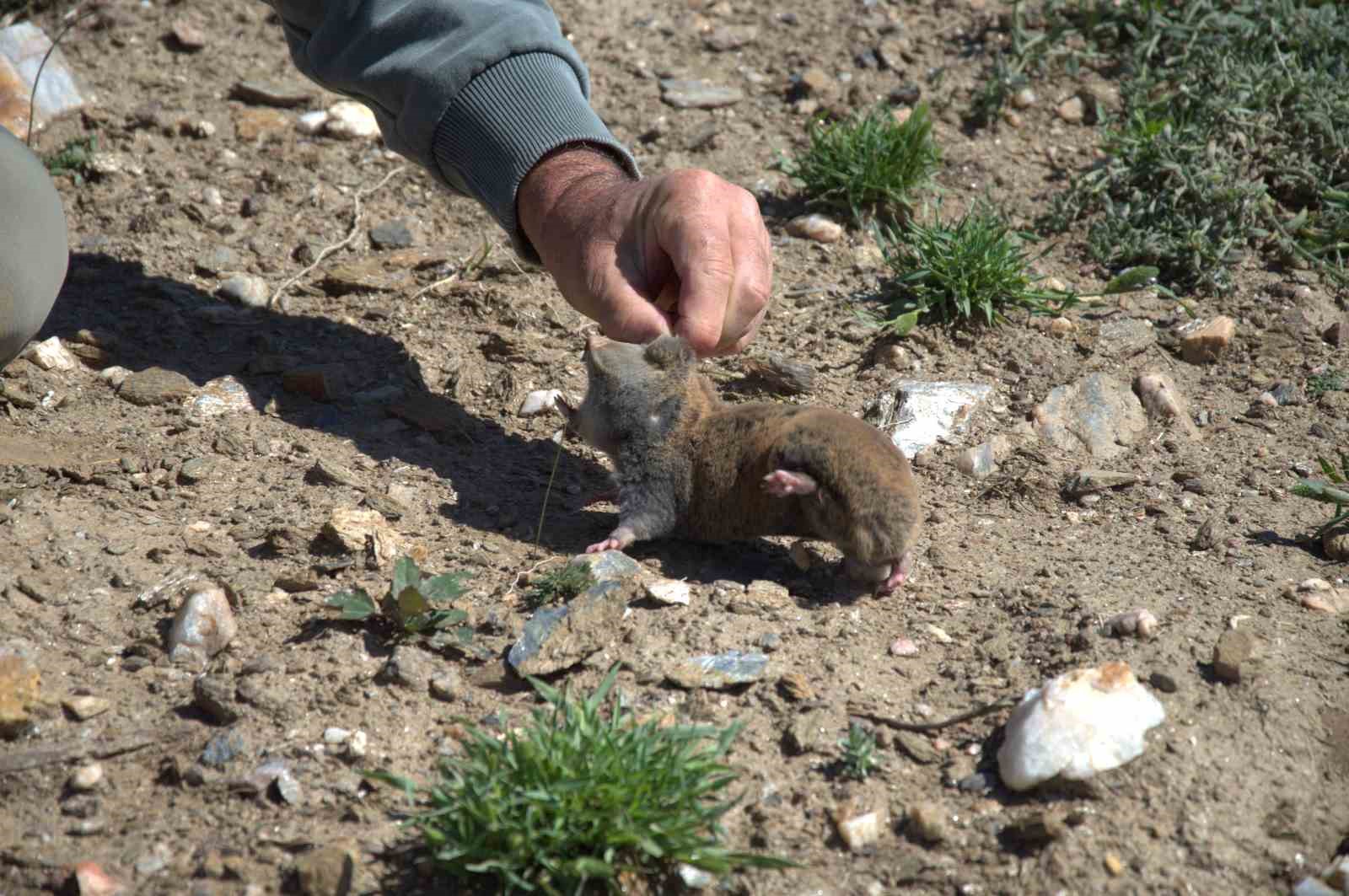 17 yeni memeli türü keşfedildi
