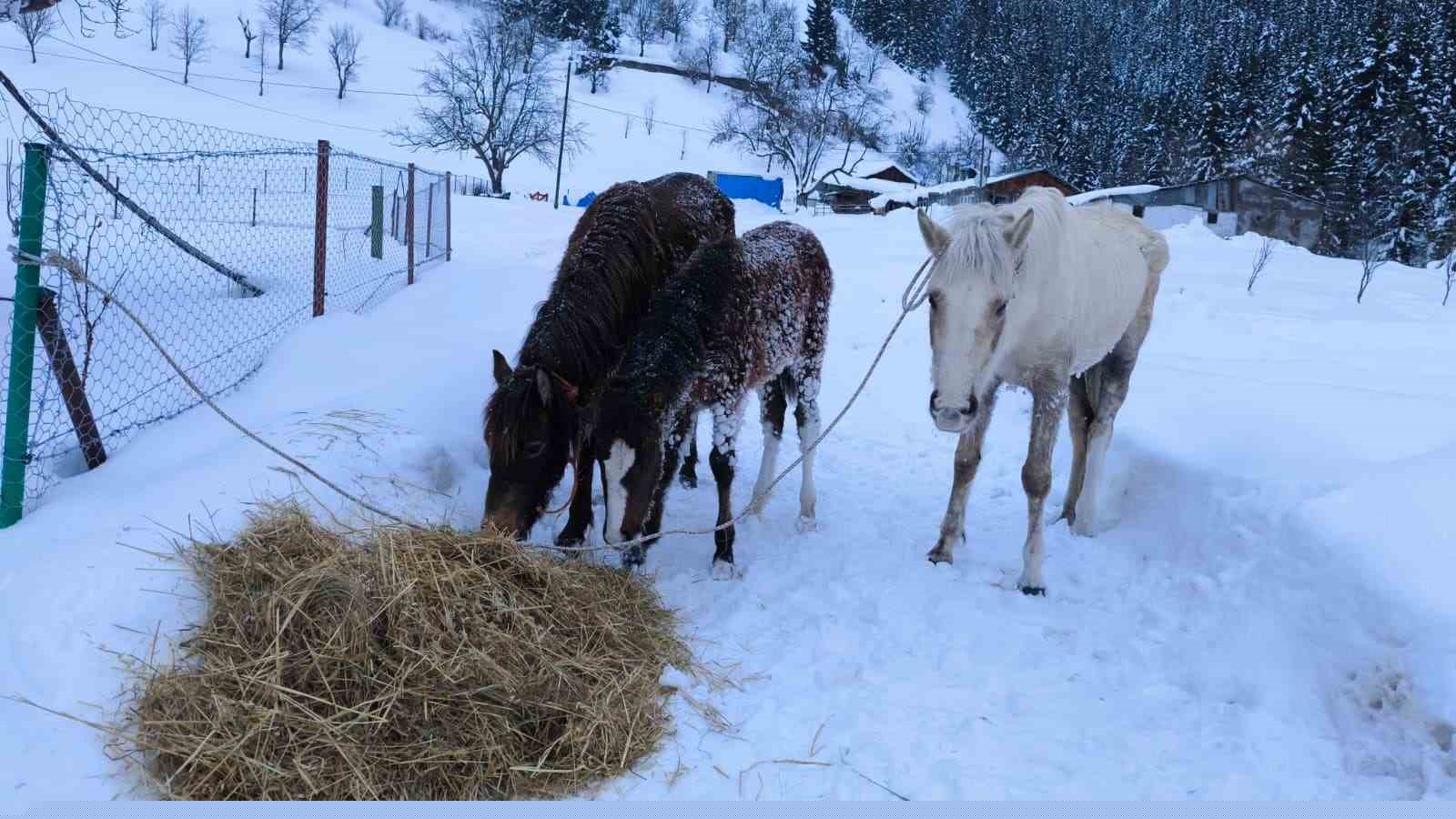 2 bin 100 rakımlı kışlada aylarca kar altında mahsur kalan atları köyün gençleri kurtardı
