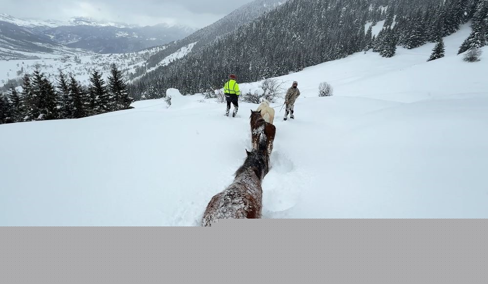 2 bin 100 rakımlı kışlada aylarca kar altında mahsur kalan atları köyün gençleri kurtardı
