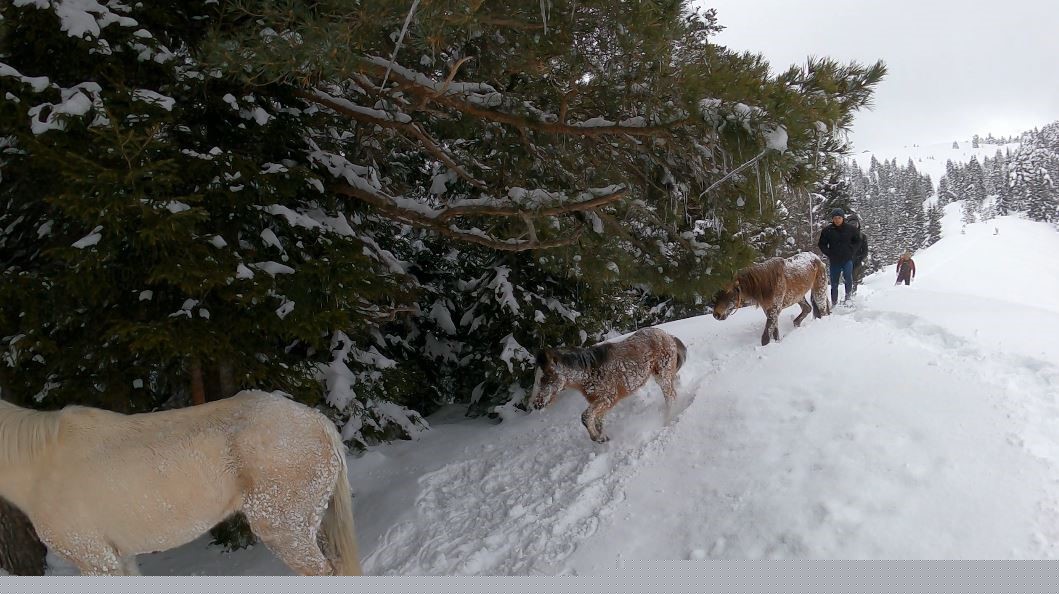 2 bin 100 rakımlı kışlada aylarca kar altında mahsur kalan atları köyün gençleri kurtardı
