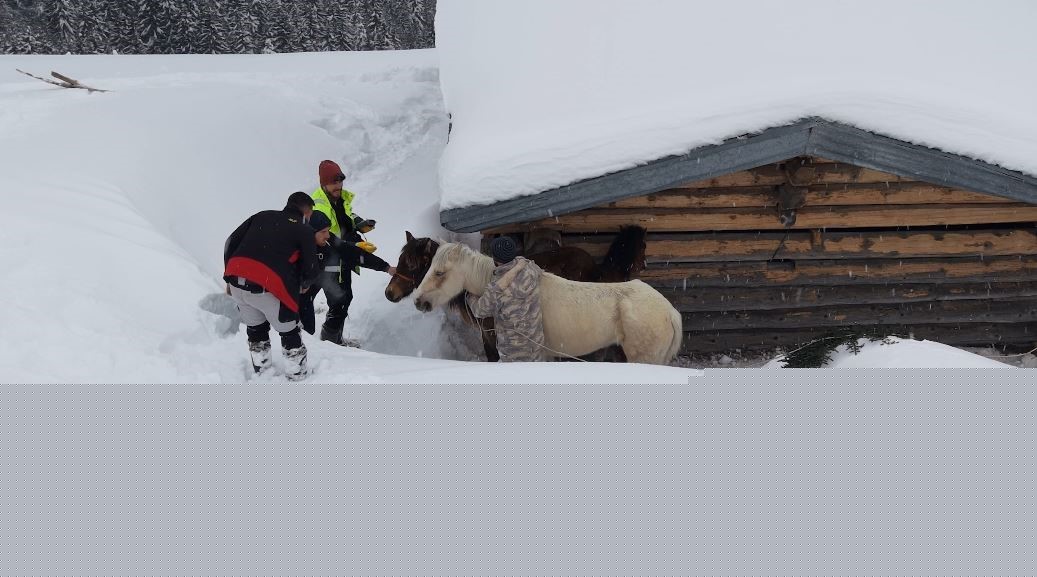 2 bin 100 rakımlı kışlada aylarca kar altında mahsur kalan atları köyün gençleri kurtardı
