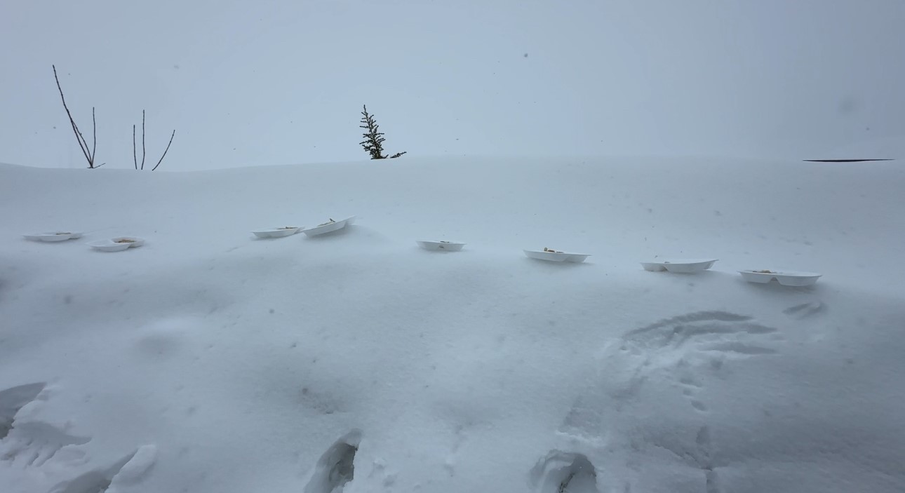 2 bin rakımda gıda seferberliği: Karlı yolları aşarak çocuklara bilgi taşıdılar
2 bin rakımda gıda seferberliği: Karlı yolları aşarak çocuklara bilgi taşıdılar