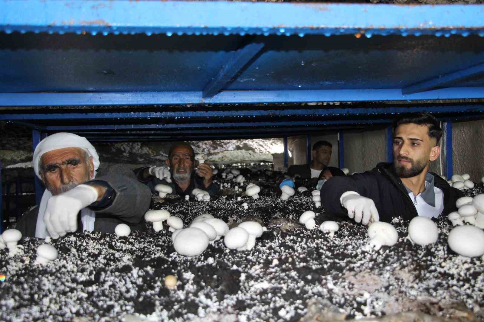 2 bin yıllık tarihi mağarada mantar üretim tesisi kurdu
