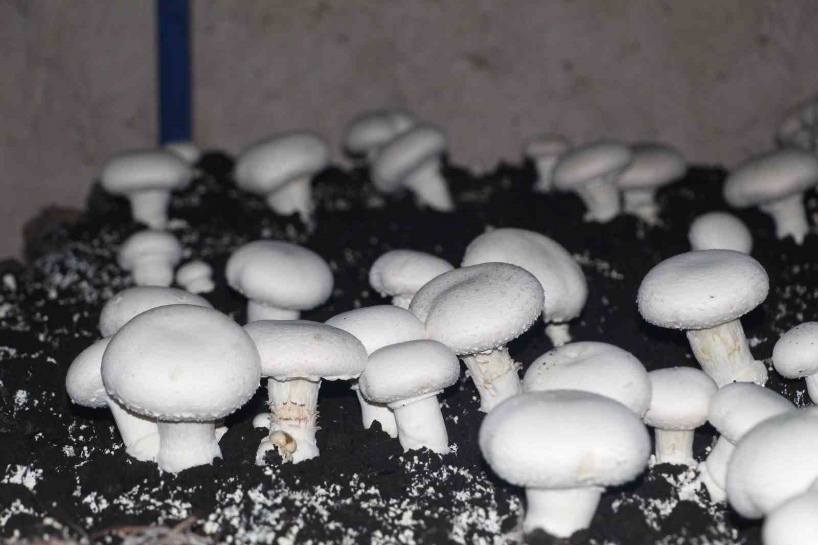 2 bin yıllık tarihi mağarada mantar üretim tesisi kurdu
