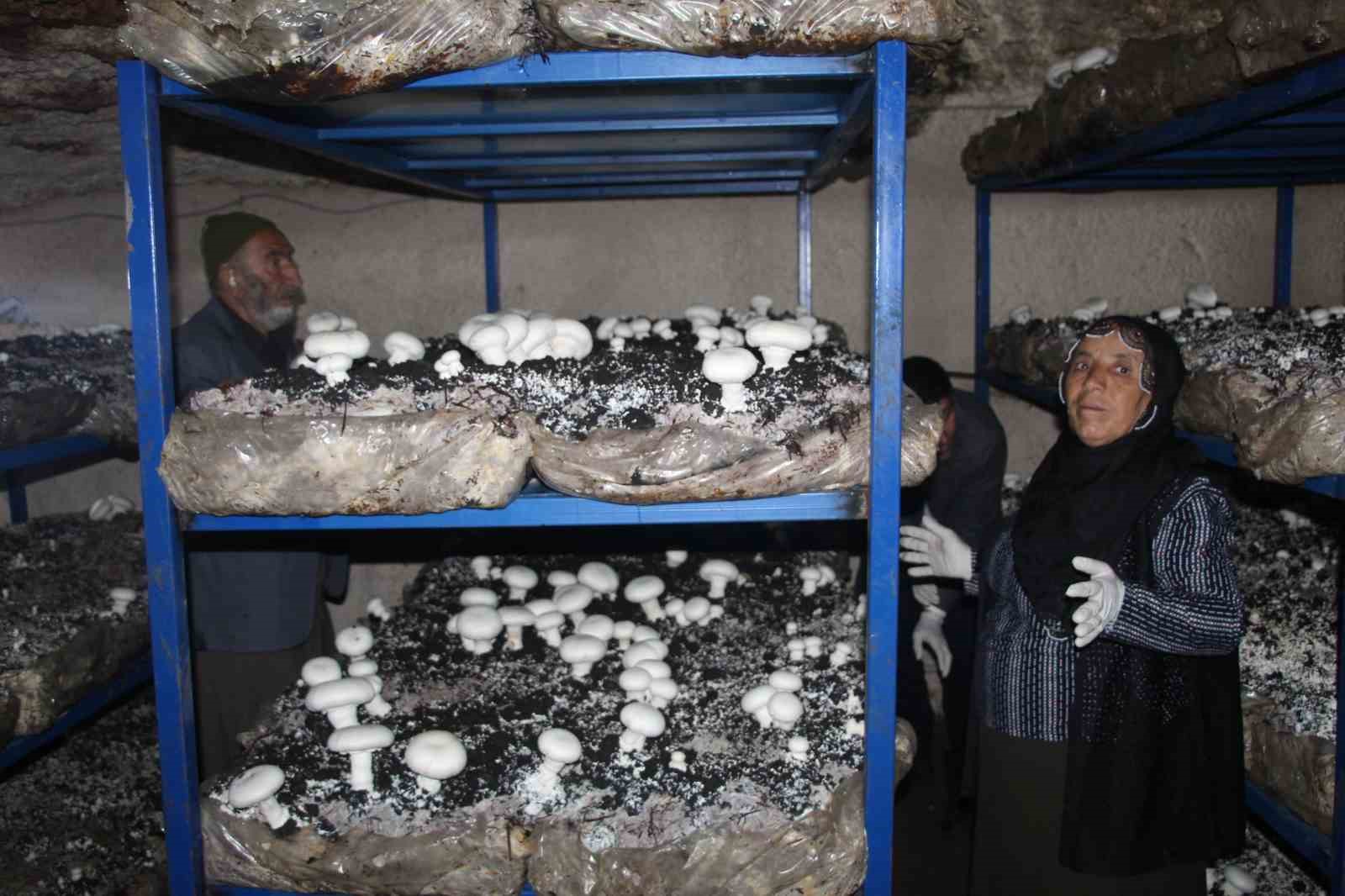 2 bin yıllık tarihi mağarada mantar üretim tesisi kurdu
