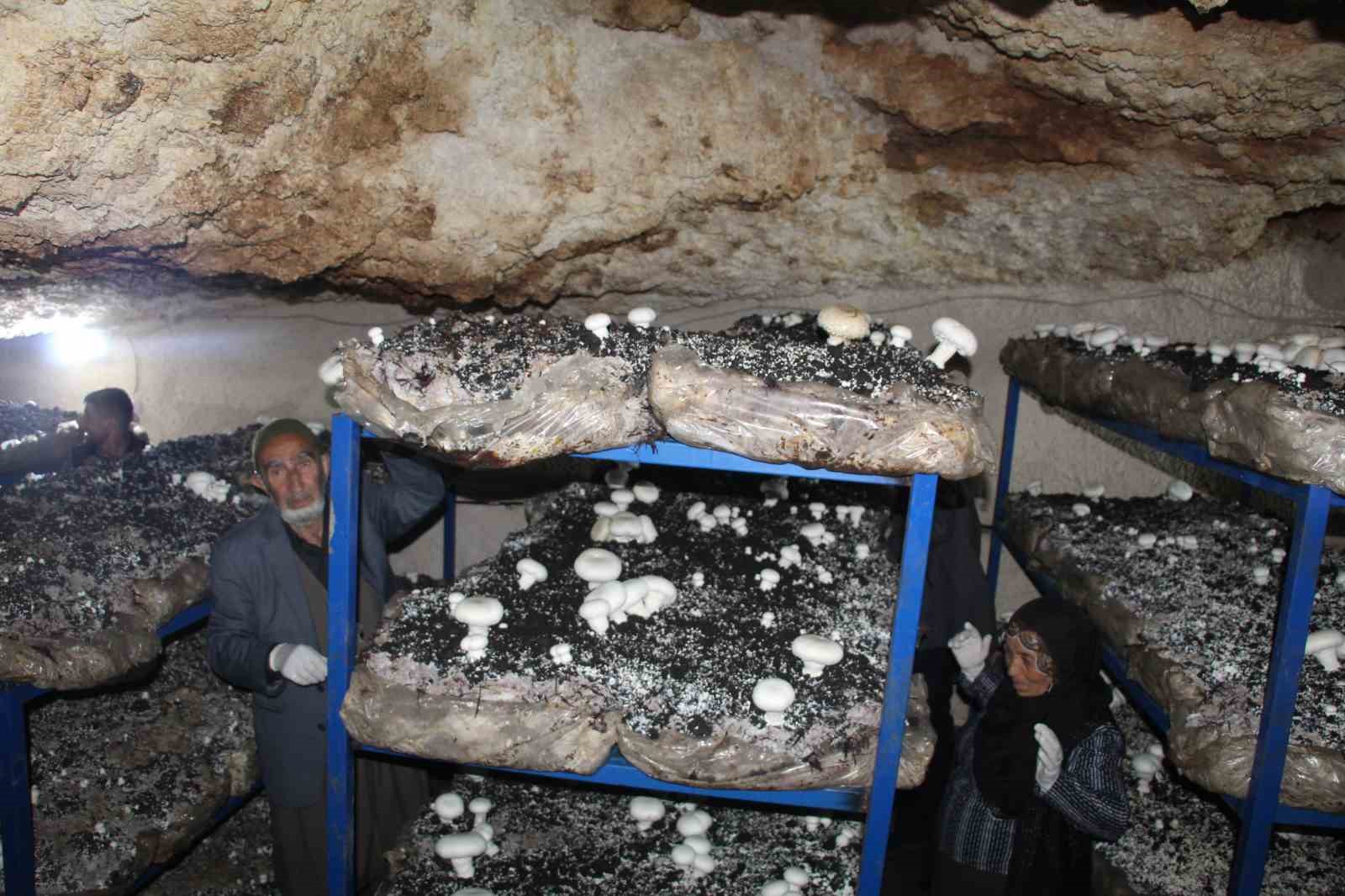 2 bin yıllık tarihi mağarada mantar üretim tesisi kurdu
