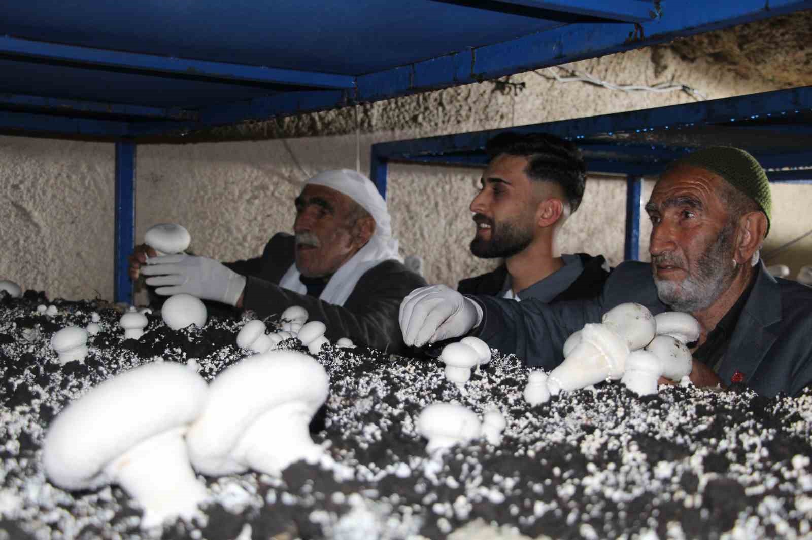 2 bin yıllık tarihi mağarada mantar üretim tesisi kurdu
