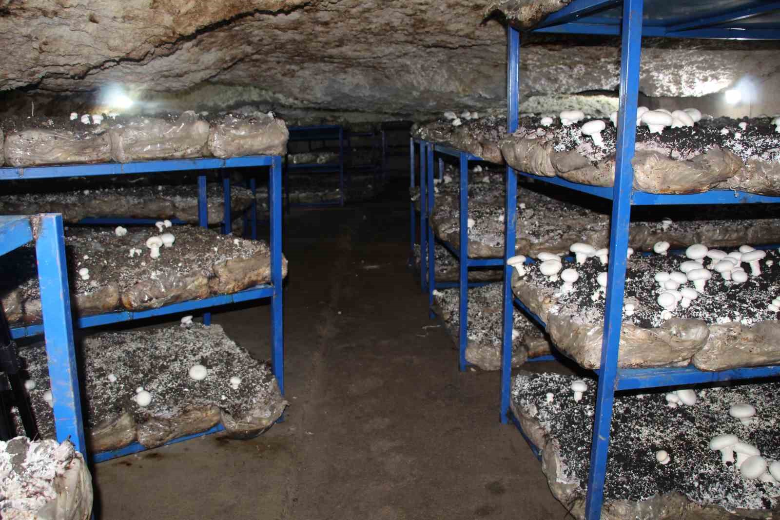 2 bin yıllık tarihi mağarada mantar üretim tesisi kurdu
