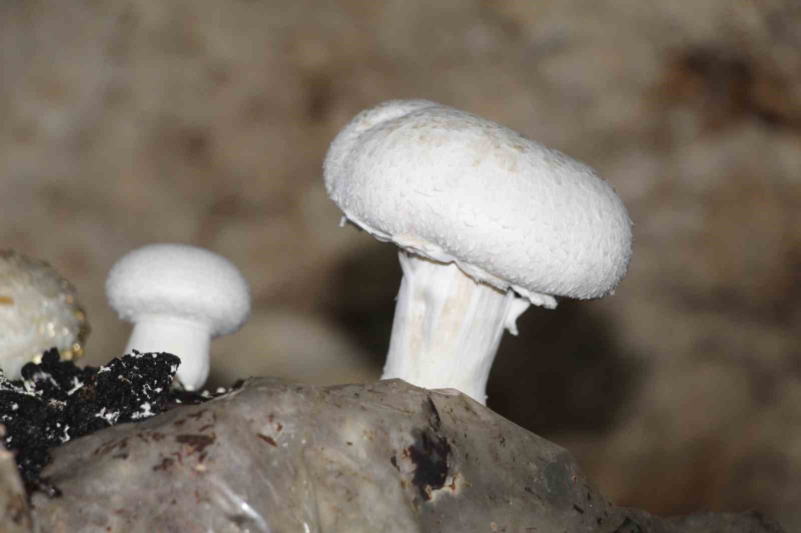 2 bin yıllık tarihi mağarada mantar üretim tesisi kurdu
